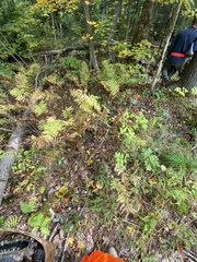 Lactarius rubrilacteus