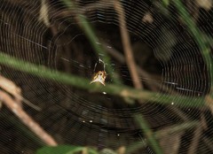 Micrathena duodecimspinosa