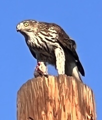 Accipiter cooperii