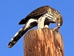 Accipiter cooperii