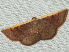 Picromorpha pyrrhopa