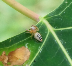 Opisthoncus sexmaculatus