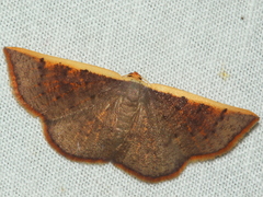 Picromorpha pyrrhopa