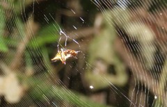 Micrathena duodecimspinosa
