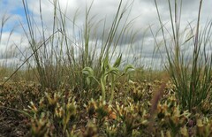 Pterostylis pedina