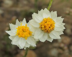 Rhodanthe corymbiflora
