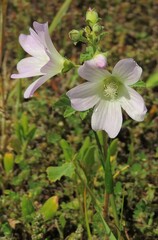 Malva preissiana