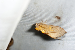 Togaritensha curvilinea