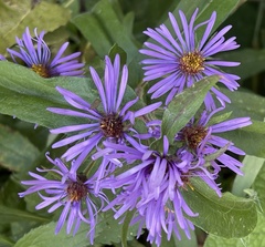 Symphyotrichinae