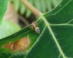 Opisthoncus sexmaculatus