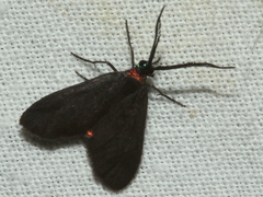 Pollanisus subdolosa