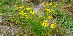 Senecio pinnatifolius