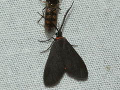 Pollanisus subdolosa