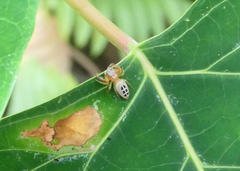 Opisthoncus sexmaculatus