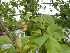Malus fusca