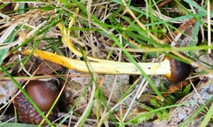 Tolypocladium longisegmentatum