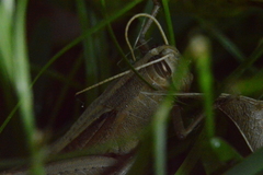 Schistocerca camerata
