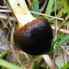 Tolypocladium longisegmentatum