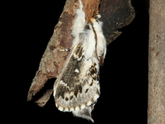 Porela delineata