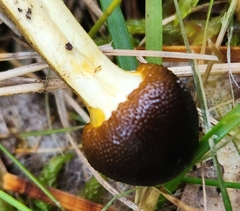 Tolypocladium longisegmentatum