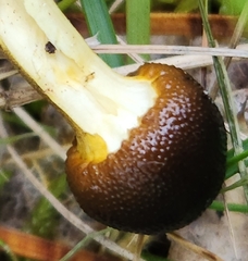 Tolypocladium longisegmentatum