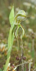 Pterostylis pedina