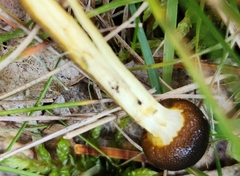 Tolypocladium longisegmentatum