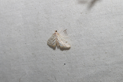 Acentropinae