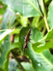 Micrathena sexspinosa