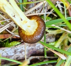 Tolypocladium longisegmentatum