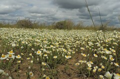 Rhodanthe corymbiflora