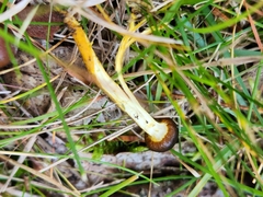 Tolypocladium longisegmentatum