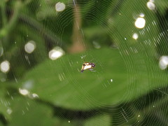 Micrathena duodecimspinosa