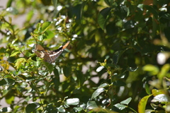 Limenitidini