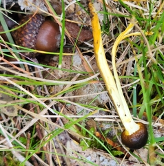 Tolypocladium longisegmentatum