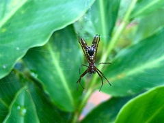 Micrathena sexspinosa