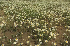 Rhodanthe corymbiflora