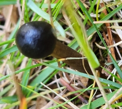 Tolypocladium longisegmentatum