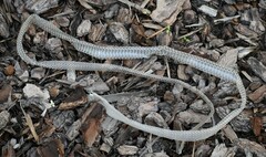 Masticophis schotti ruthveni