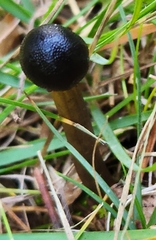 Tolypocladium longisegmentatum