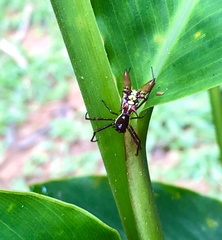 Micrathena sexspinosa