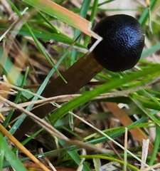 Tolypocladium longisegmentatum