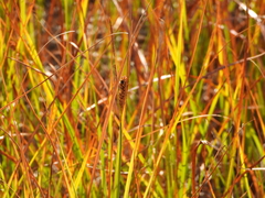 Carex aquatilis