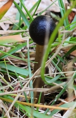 Tolypocladium longisegmentatum