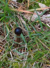 Tolypocladium longisegmentatum