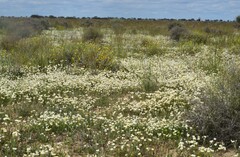 Rhodanthe corymbiflora