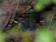 Drymobius margaritiferus