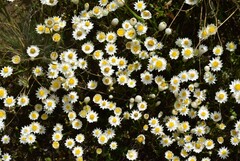 Rhodanthe corymbiflora