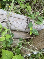 Plestiodon finitimus