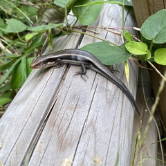 Plestiodon finitimus